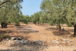 Giovinazzo 1500 MQ con 26 ulivi  c da  Belvedere 