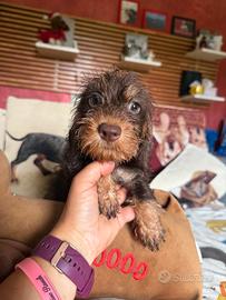 Cuccioli bassotto a pelo duro nano kaninchen