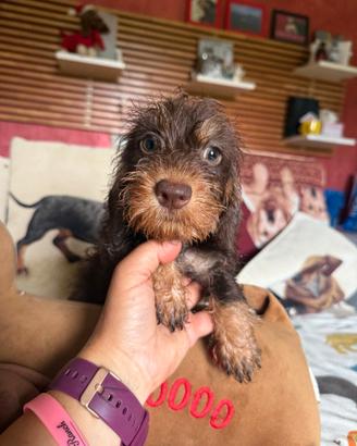 Cuccioli bassotto a pelo duro nano kaninchen