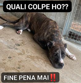 Una famiglia per Ronaldo