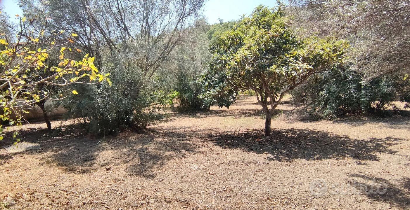 TERRENO 2430mQ ULIVETO,AGRUMETO,QUERCE,FICHI,NOCI - Vista 4