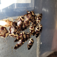 Blatte di porcellana ( Gyna centurio ) ×10