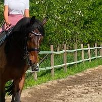 Cavallo sella Francese - dressage cat M