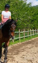 Cavallo sella Francese - dressage cat M