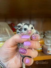 Petauro dello zucchero