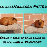 Cavie porcellini d'india colorazione California