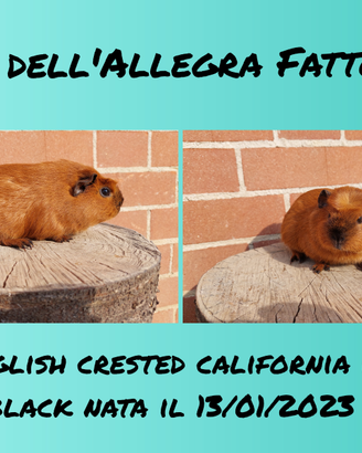 Cavie porcellini d'india colorazione California