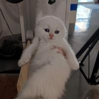 Scottish fold straight