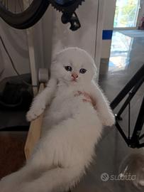 Scottish fold straight