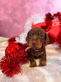 Bassotto cioccolato kaninchen