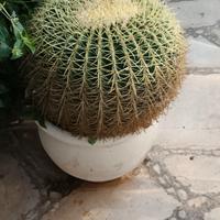 pianta 