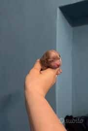 Maltipoo red