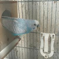 Coppie adulte cocorite