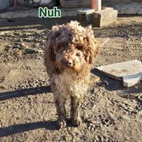 Nuh lagotto tre anni taglia contenuta