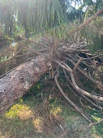 Legna di pino GRATIS(Albero già a terra-da ritiro)