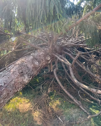 Legna di pino GRATIS(Albero già a terra-da ritiro)