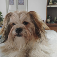 Lhasa Apso