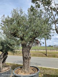 Olivo circa 200 anni