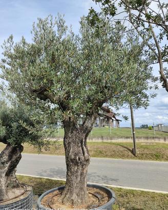 Olivo circa 200 anni