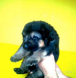 Cuccioli pastore tedesco