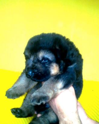 Cuccioli pastore tedesco