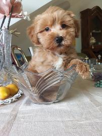 Maltipoo cuccioli maschi