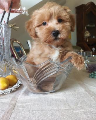 Maltipoo cuccioli maschi