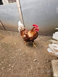 Galli per galline ovaiole