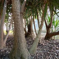 palma alberi piante YUCCA ELEPHANTIPES