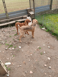 Segugi maremmani