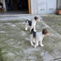 Cuccioli fox terrier