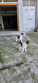 Cuccioli fox terrier