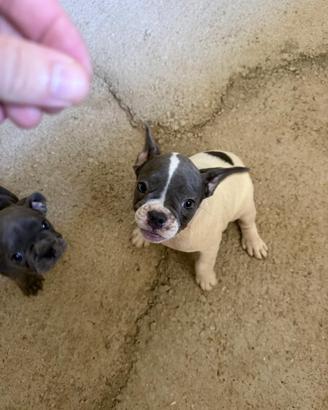 Bulldog francese