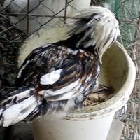 Coppie (maschio e femmina) padovane con ciuffo