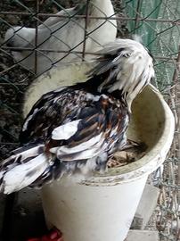 Coppie (maschio e femmina) padovane con ciuffo