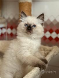 Ragdoll maschio choccolate
