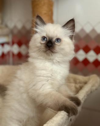 Ragdoll maschio choccolate