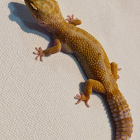 Geco leopardino femmina adulta