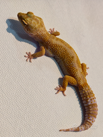 Geco leopardino femmina adulta