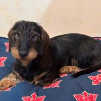 Bassotto tedesco a pelo duro taglia standard