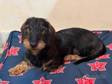 Bassotto tedesco a pelo duro taglia standard