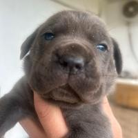 Cucciole femmine cane corso