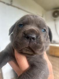 Cucciole femmine cane corso
