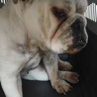 Bulldog inglese