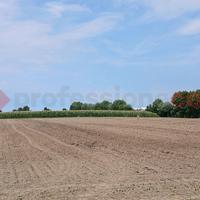 Terreno Agricolo Cologna Veneta