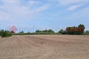 Terreno Agricolo Cologna Veneta