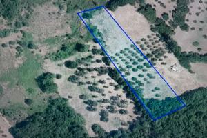 Terreno zona foresta