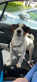 Cucciolo jack russell