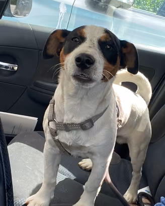 Cucciolo jack russell