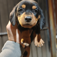 Cuccioli di bassotto